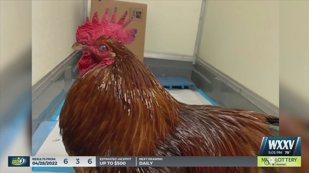 More Charges Being In Explored In Killing Of Carl The Rooster