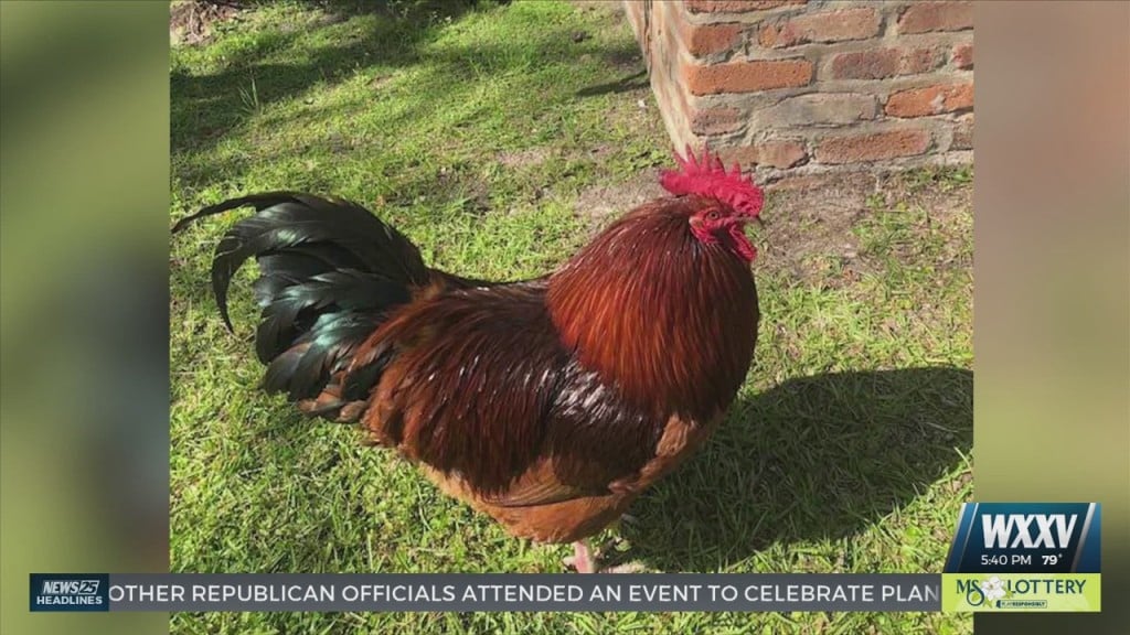 Ocean Springs Business Owners Heartbroken Over The Loss Of Carl The Rooster