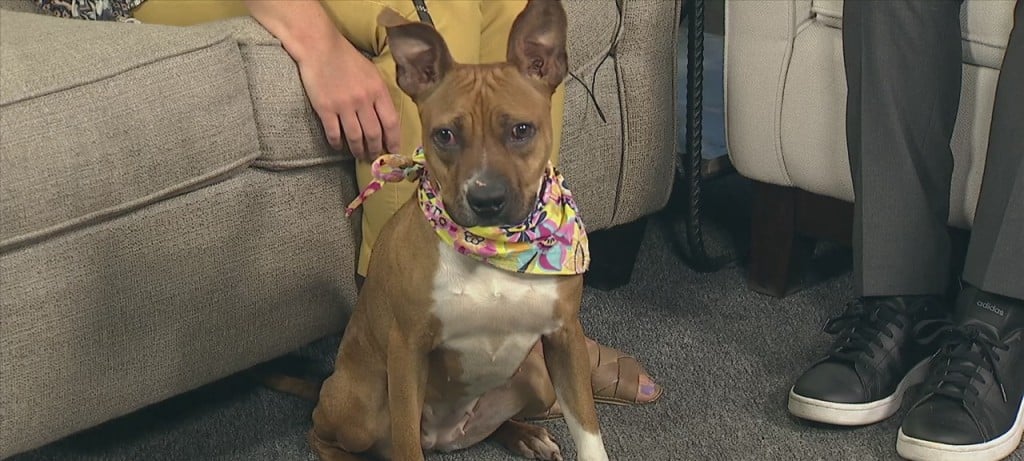 Pet Of The Week: Dorothea Is Looking For A Forever Home