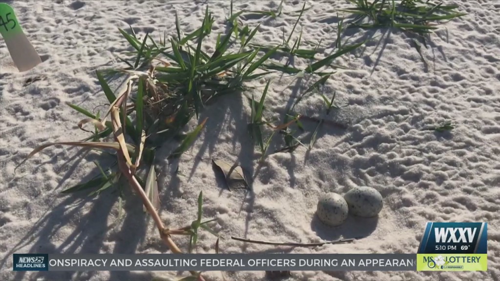 Watch For Bird Eggs On The Beaches