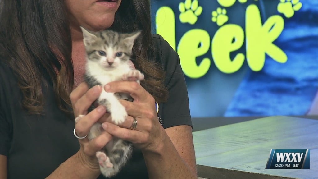 Pet Of The Week: Angel Is Looking For A Forever Home