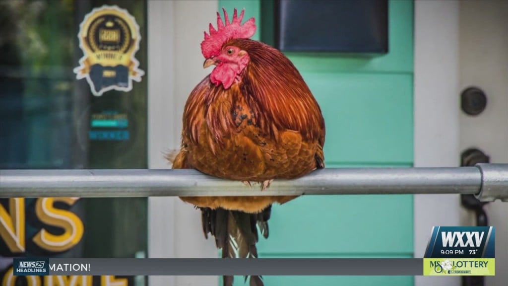 Ocean Springs Residents Celebrate The Life Of Carl The Rooster