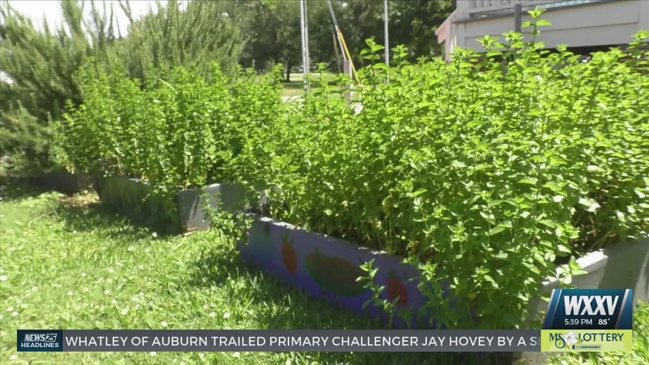 Spring Planter Inflation Using gardening to offset inflation - WXXV News 25