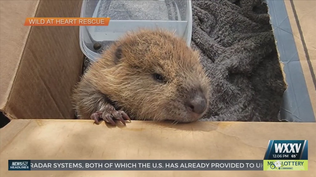 Willow The Beaver Under Rehabilitation At Wild At Heart Rescue