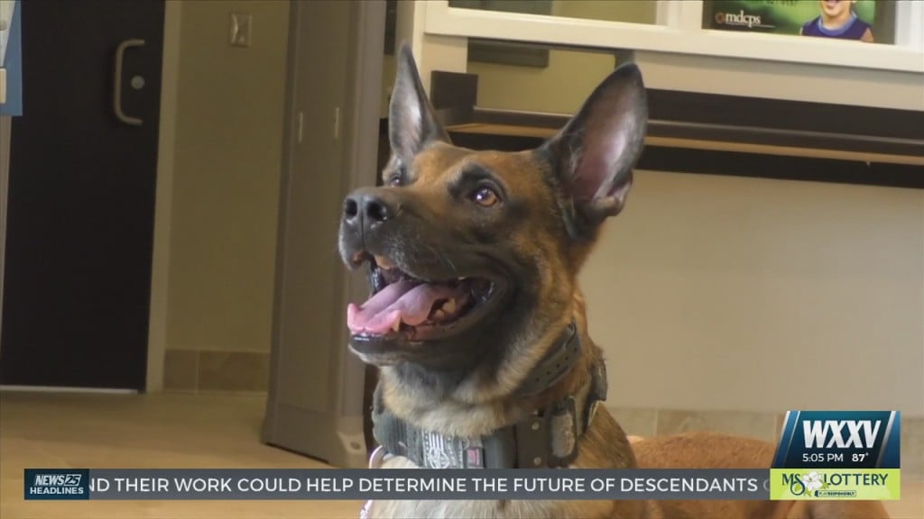 Moss Point K9 Officer Buddy Expected To Make A Full Recovery