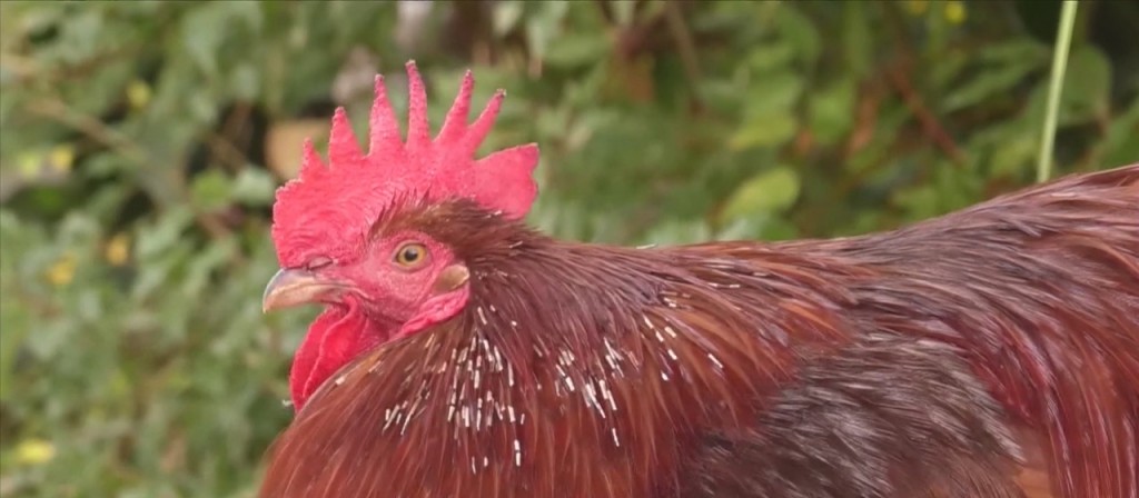 Local Businesses Honor Carl The Rooster