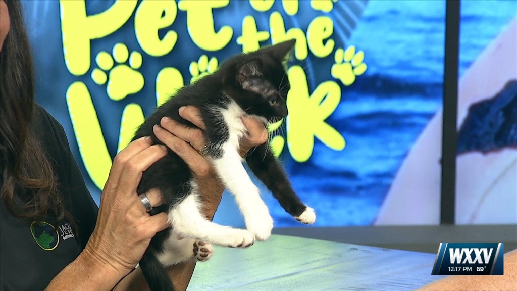 Pet Of The Week: Maverick Is Looking For His Forever Home