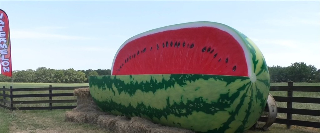 Giant Watermelon On Display At Girls Grown Watermelons In Perkinston