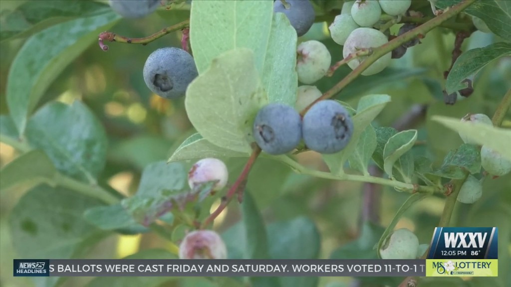 ‘u Pick It’ Blueberry Farms Opening For The Season