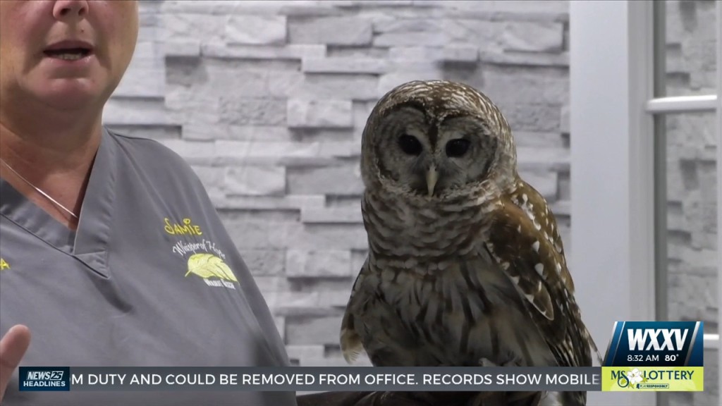 Wildlife Rescue Organization Shows Off Animals At Railroad Museum In Gulfport
