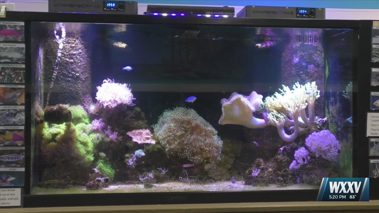 Acknowledging the benefits of reefs on World Reef Awareness Day WXXV News 25