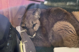 Baby Cougar
