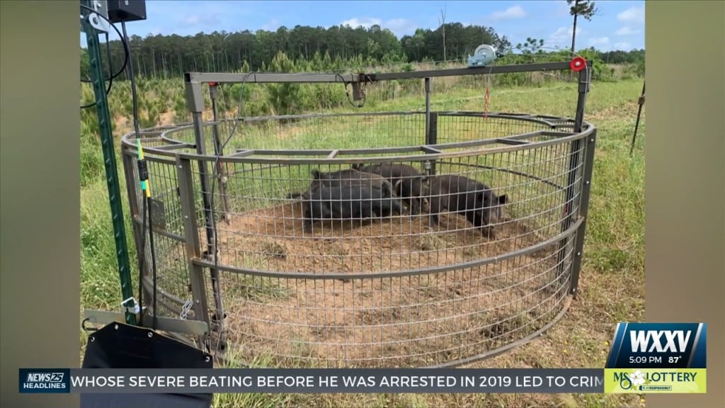 Ms Dept. Of Agriculture And Commerce Accepting Wild Hog Control Program Applications