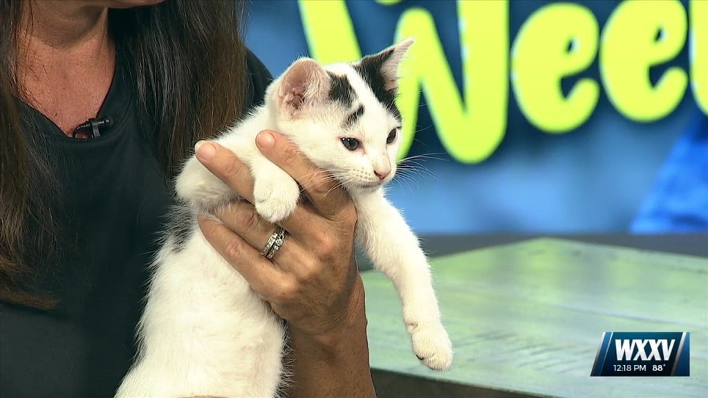 News 25 Pet Of The Week: Milo Is Looking For A Forever Home