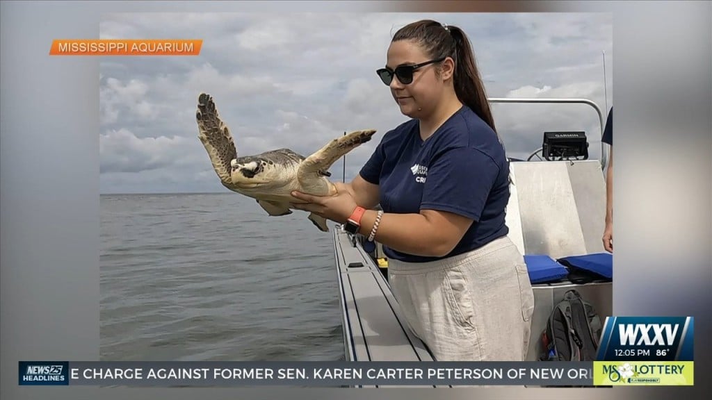 Mississippi Aquarium Releases Kemp’s Ridley Sea Turtles