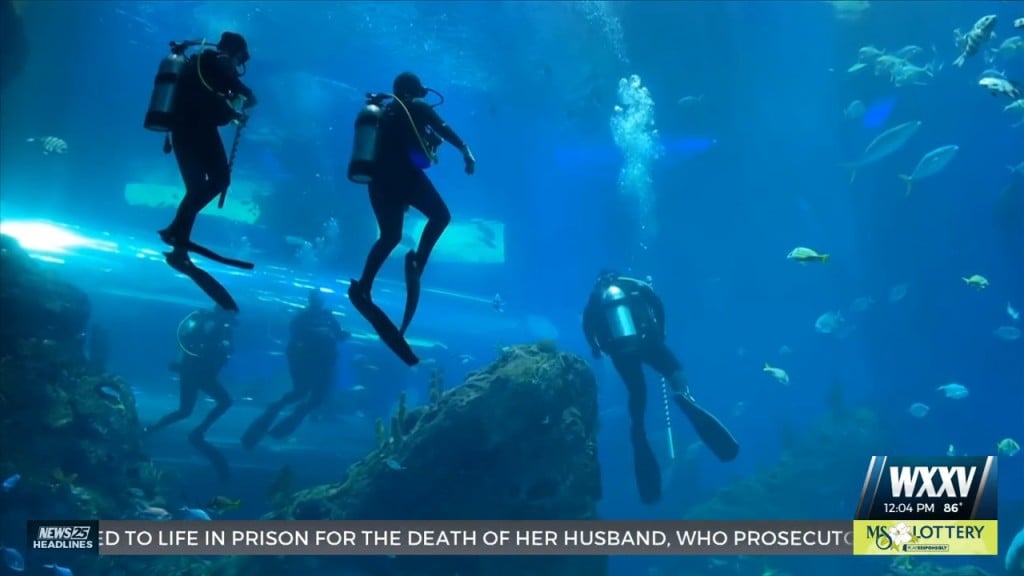 Mississippi Aquarium Recognizes Majority Female Dive Time In Honor Of Women’s Dive Day 2022