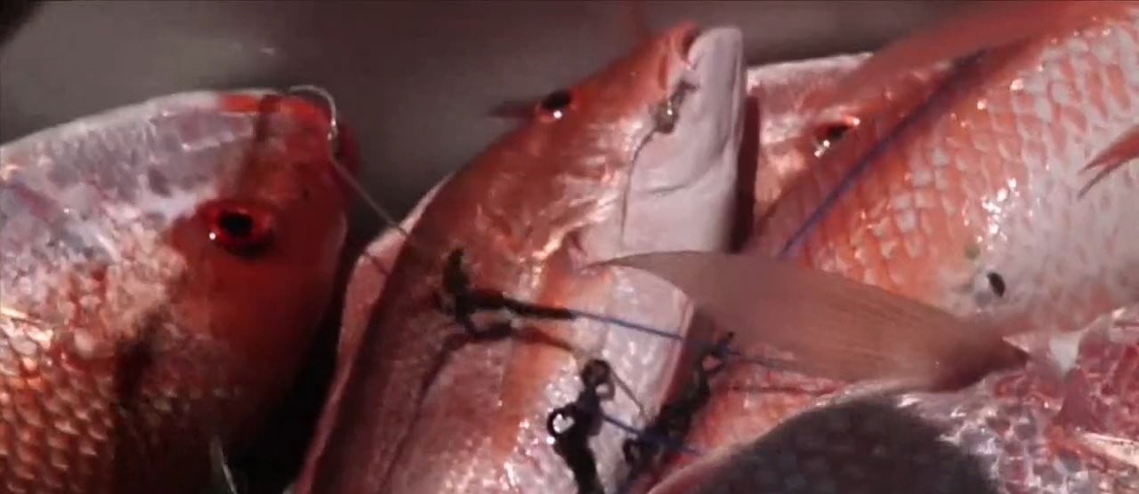 Sen. Roger Wicker opposes proposed red snapper limits – WXXV News 25