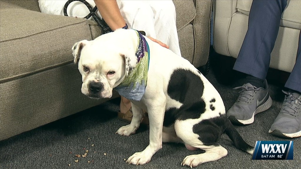 Pet Of The Week: Sirius Is Looking For A Forever Home