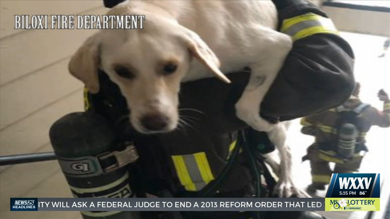 Dog rescued after lightning strikes apartment in Biloxi - WXXV News 25