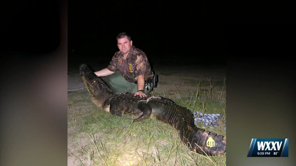 New State Record Set For Longest Female Alligator