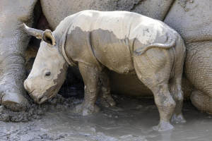 Rhino