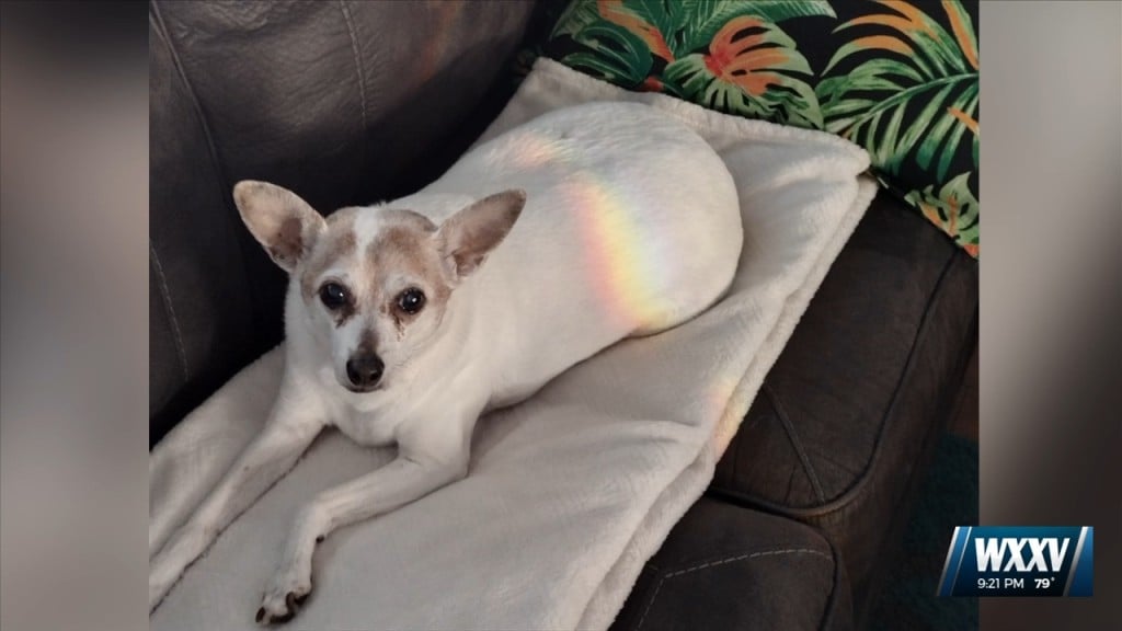 Viewer Photo: Rainbow Reflection Appears On Dog!