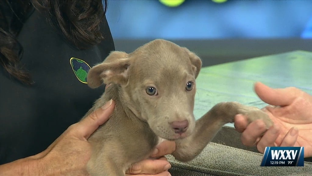 Pet Of The Week: Sugar Is Looking For A Forever Home!