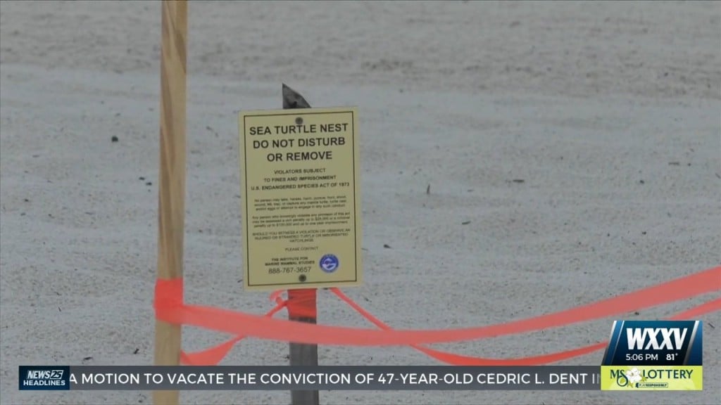 First Sea Turtle Nest Found In South Ms Since 2018