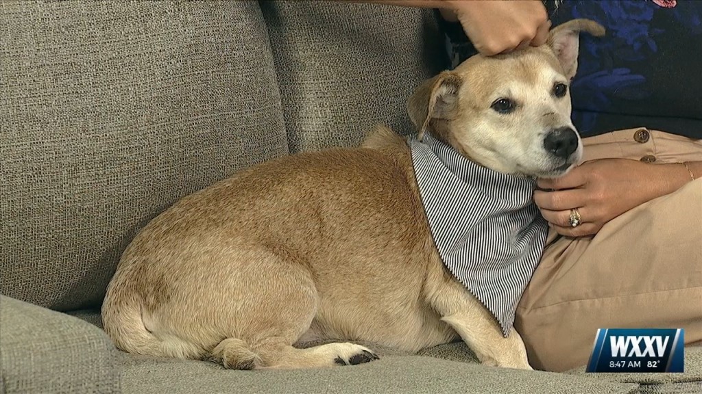 Pet Of The Week Paw Paw