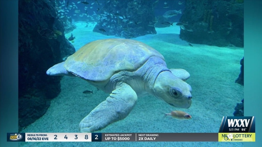 Mississippi Aquarium Takes In Kemp’s Ridley Sea Turtle