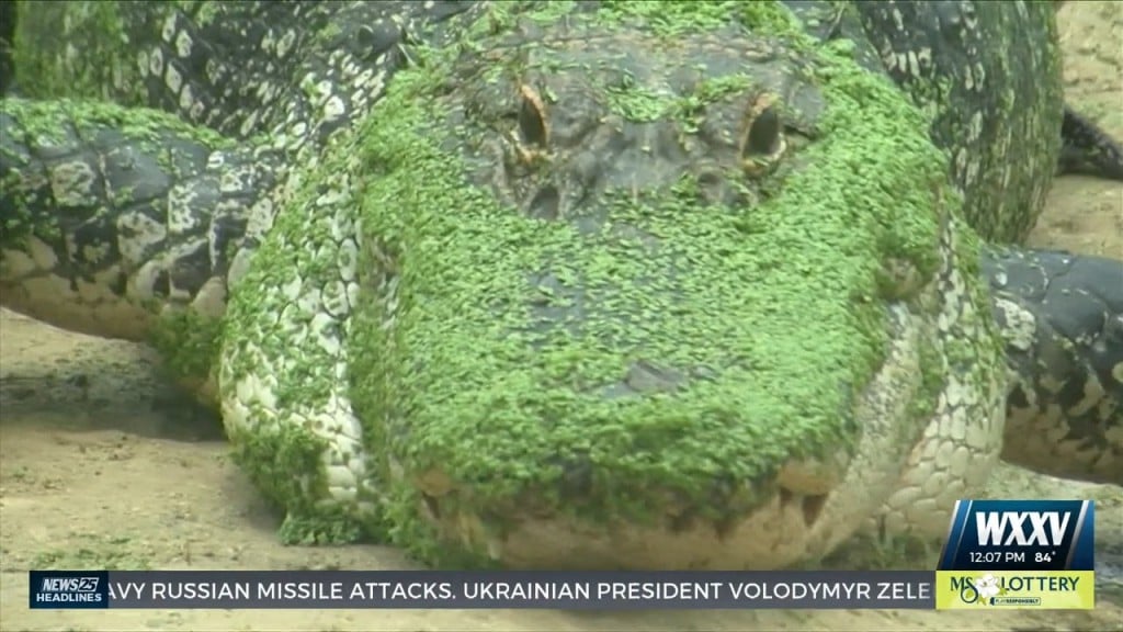 Alligator Hunting Season Opens Friday In Mississippi