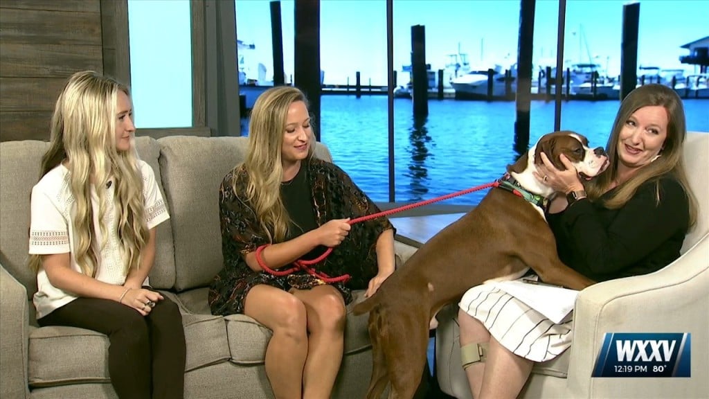 Gumbo Is Up For Adoption At Hssm's Rock And Roll Over