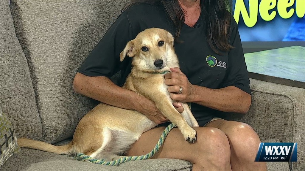 Pet Of The Week: Mary Is Looking For A Forever Home!