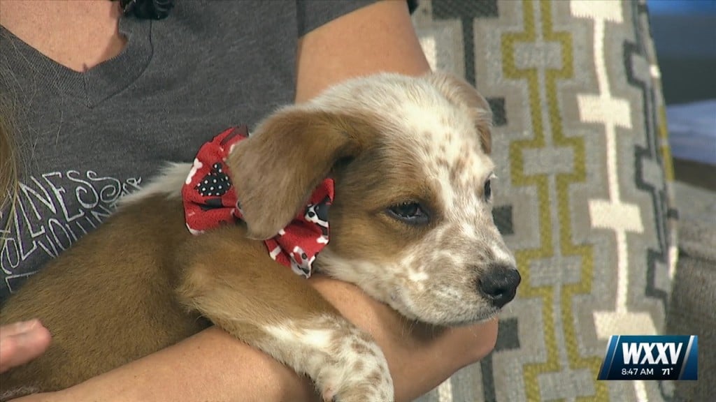 News 25 Pet Of The Week: Freckles Is Looking For A Forever Home!
