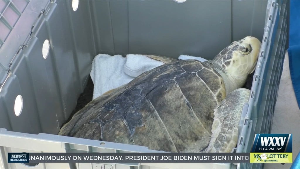 Mississippi Aquarium Releases Endangered Kemp’s Ridley Turtles