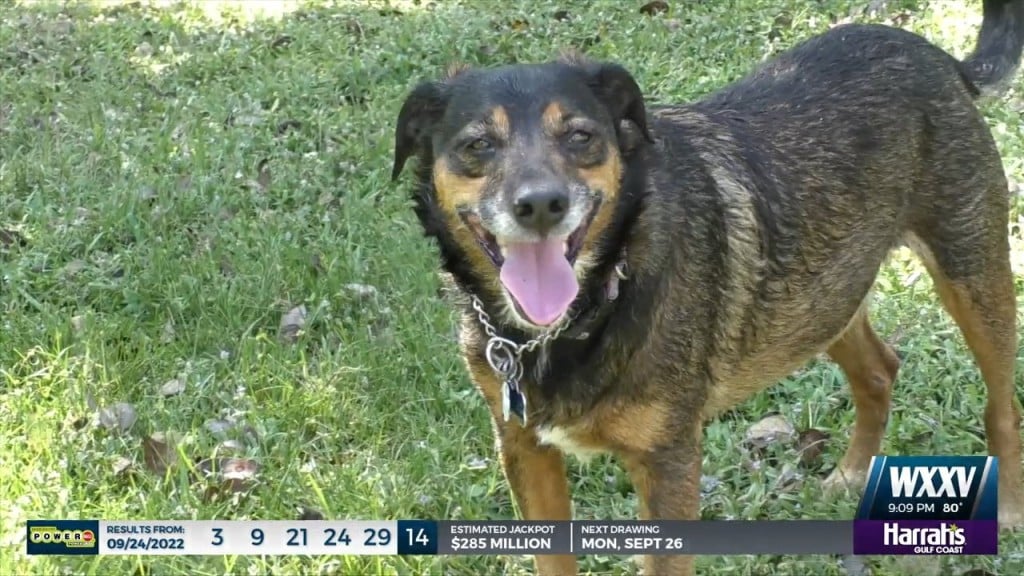 Animal A.i.d. Of Mississippi Talks About Plans To Build An Animal Sanctuary