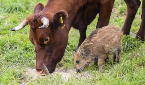 Boar