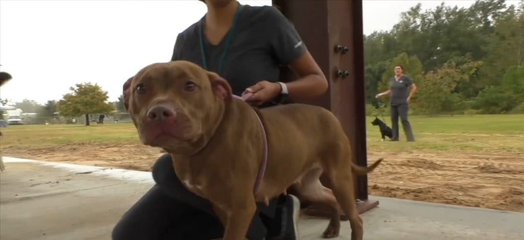 Humane Society Of South Mississippi Hosts Blessing Of The Shelter Pets