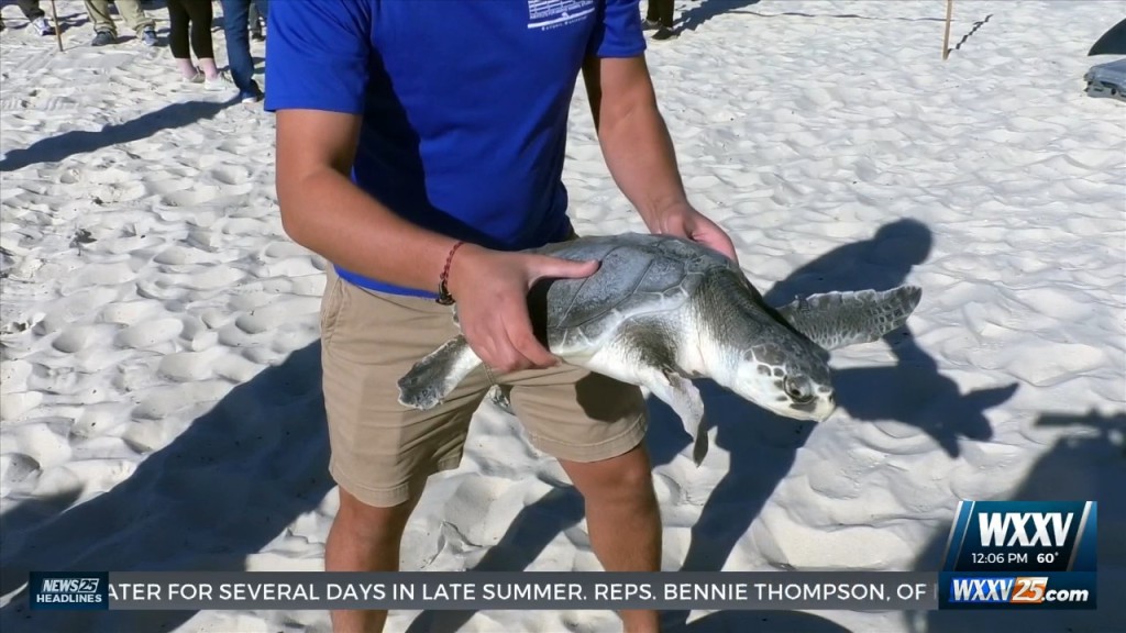 Imms Released Kemp’s Ridley Sea Turtles