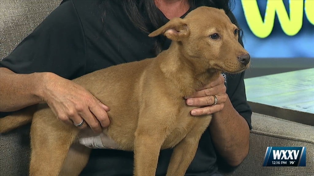 News 25 Pet Of The Week: Ginger Spice Is Looking For A Forever Home!