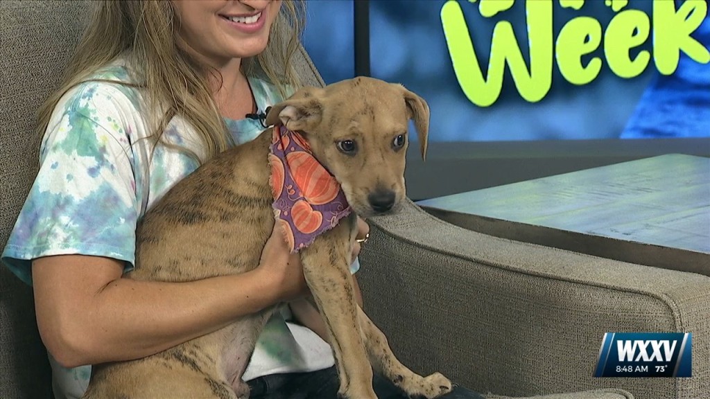 Pet Of The Week: Aladdin Is Looking For A Forever Home!
