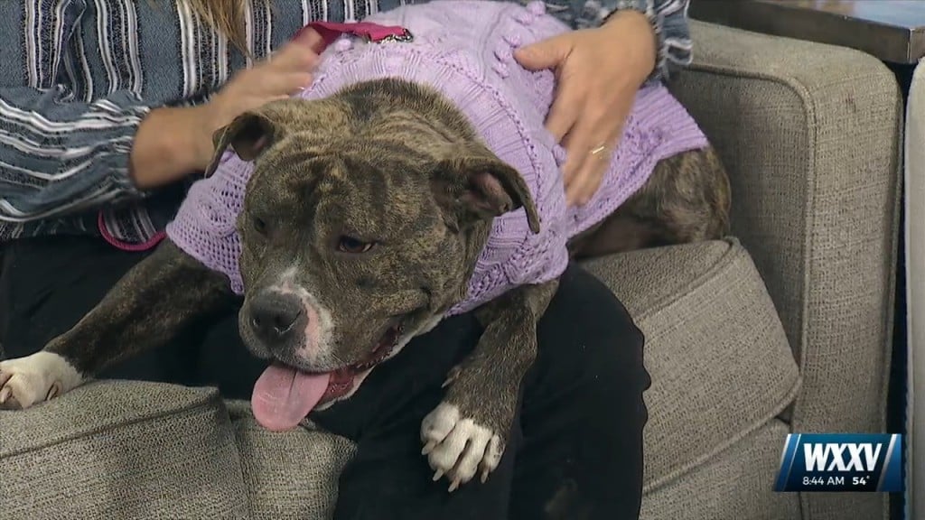 News 25 Pet Of The Week: Harper Is Looking For A Forever Home!
