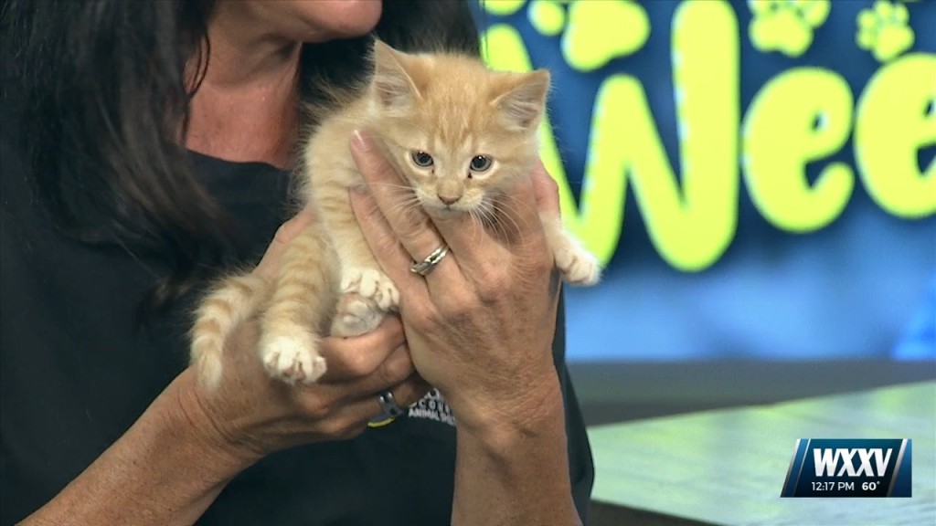 Pet Of The Week: Sonny And Cher Are Looking For Forever Homes!