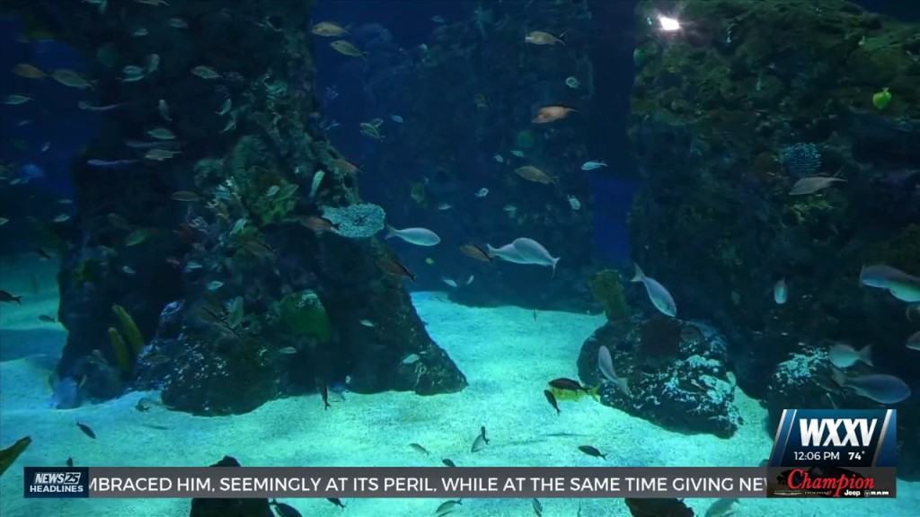 Mississippi Aquarium Offering Free Admission For Veterans This Weekend