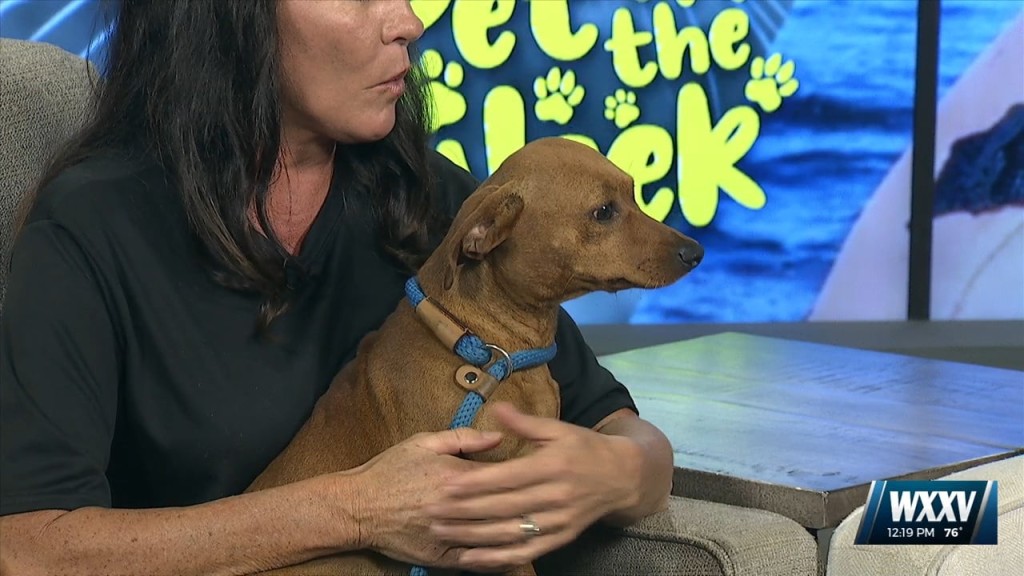 News 25 Pet Of The Week: Cora Is Looking For A Forever Home