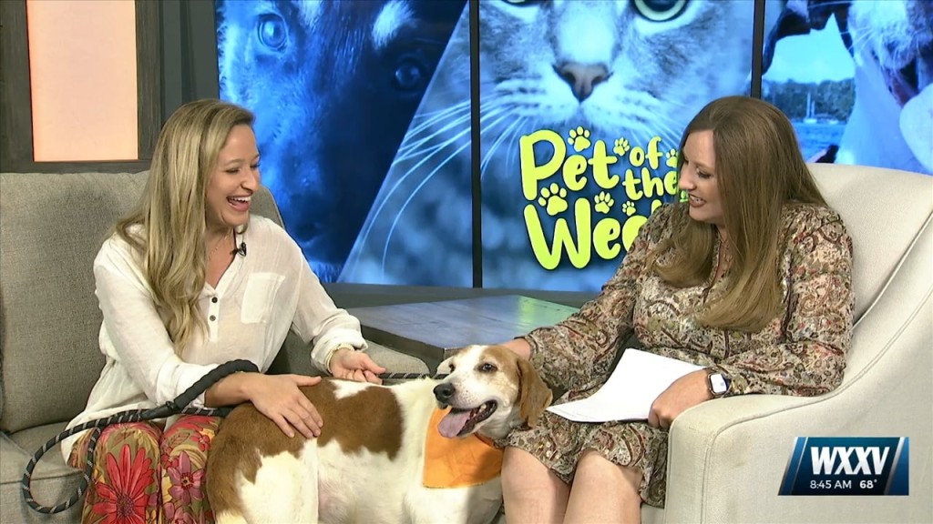 Pet Of The Week: Schnitzel Is Looking For A Forever Home!