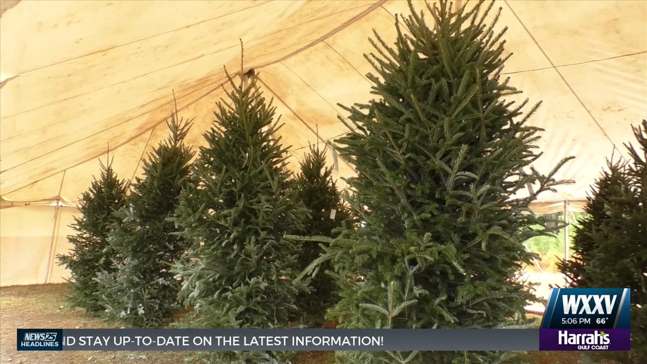 Live trees for sale at Cooper’s Fresh Cut Christmas Trees WXXV News 25