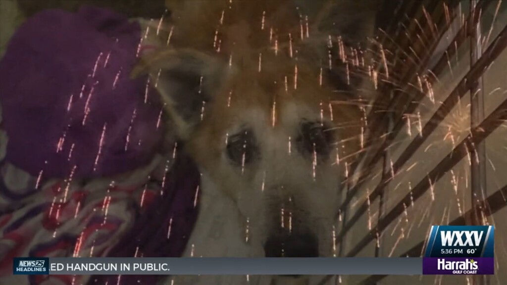 Protecting Pets During Fireworks