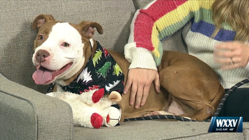 Pet Of The Week: Petunia Is Looking For A Forever Home!