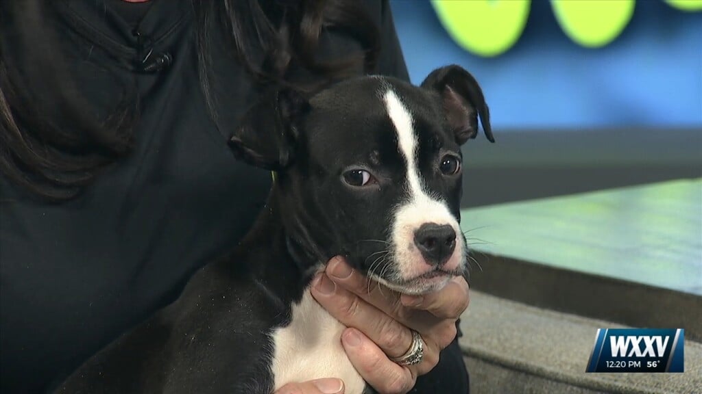 Pet Of The Week: Peanut Is Looking For A Forever Home!